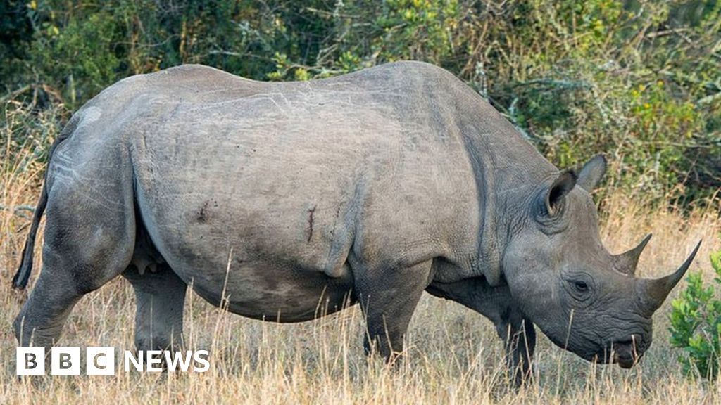 Black rhinos to be homed at Bristol Zoo's new site - BBC News