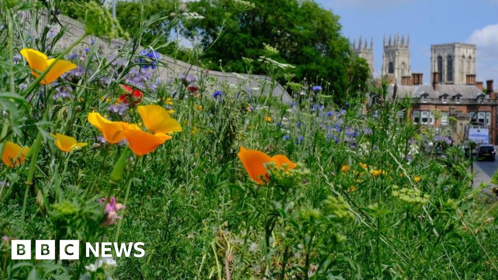 Wildflower plans could be extended beyond York city walls