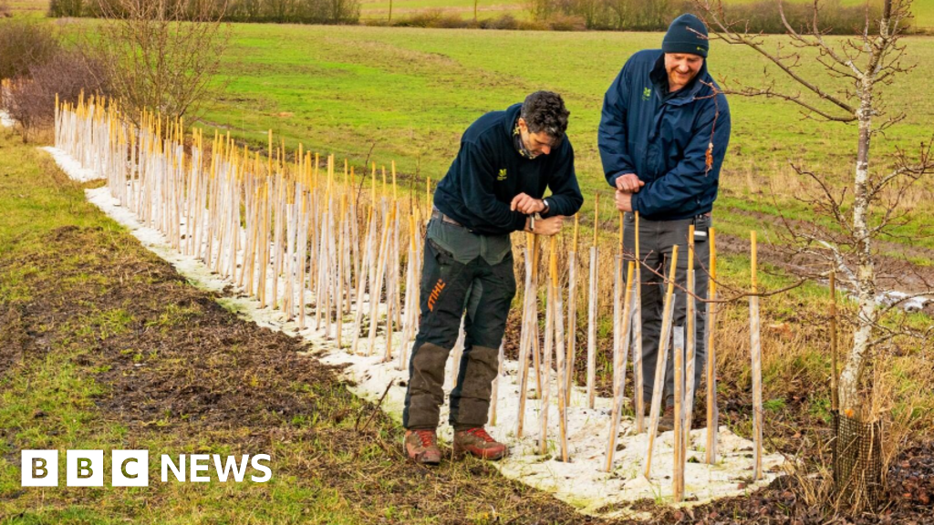 Major hedgerow restoration project begins on farm