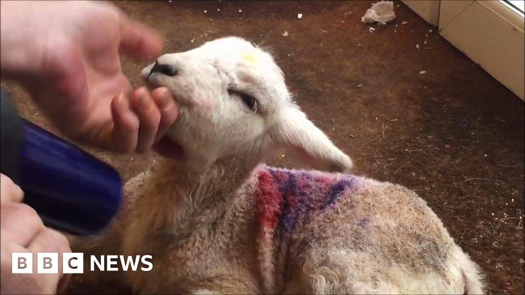 Hairdryer used to save 'dying' lamb BBC News