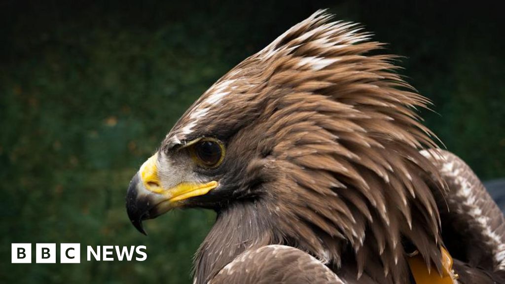 Golden eagle population still rising in south Scotland – BBC News