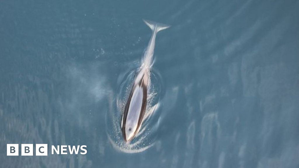 Een weesbaby-orka ontsnapt na een maand proberen uit een Canadees meer