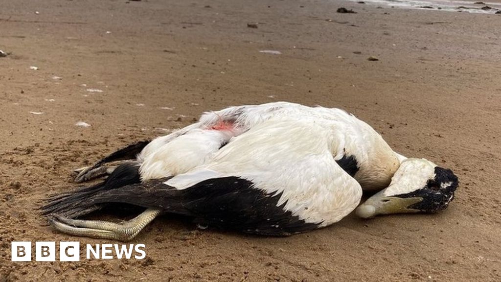Dozens of dead birds in suspected flu outbreak at Highlands reserve