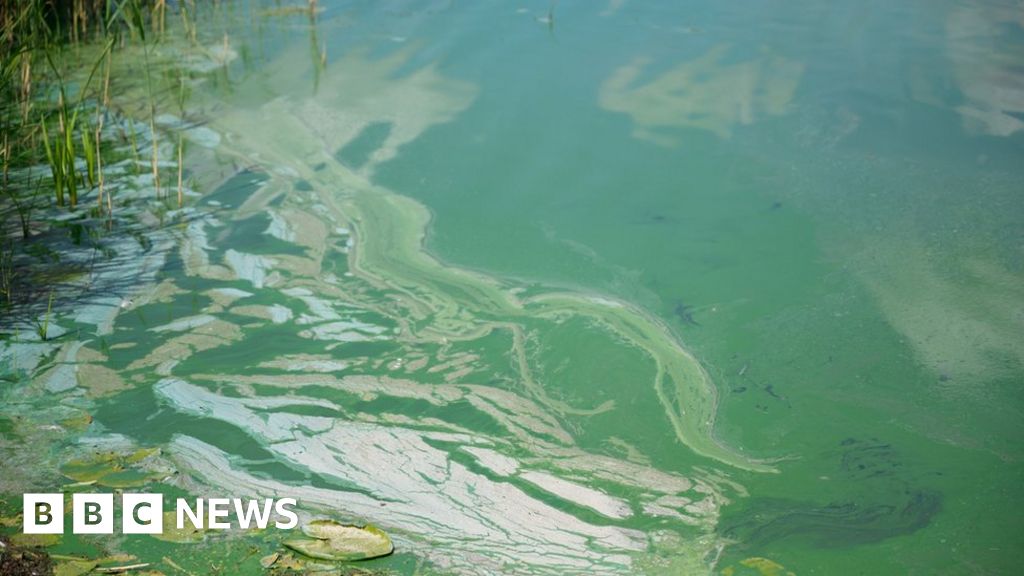 Toxic blue-green algae discovered in Milton Country Park lake