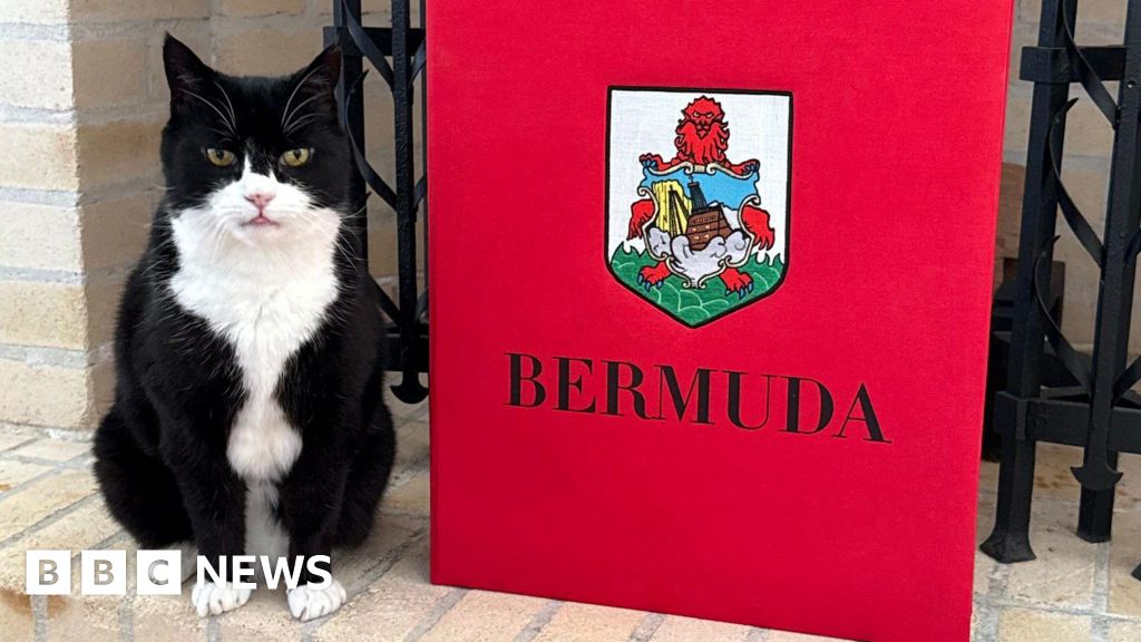 Ex-Foreign Office cat starts job in Bermuda