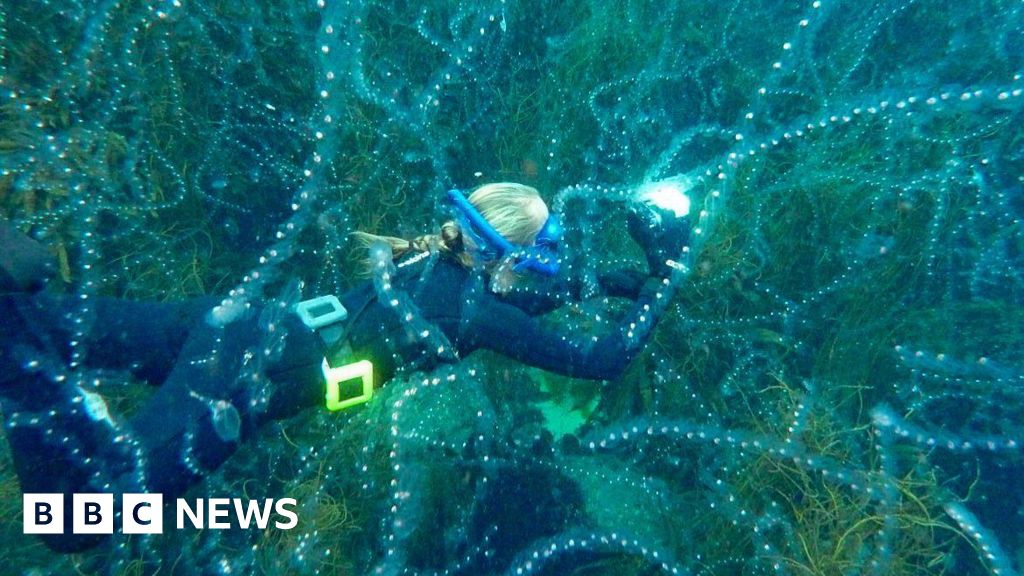 Record warm seas help to bring extraordinary new species to UK waters