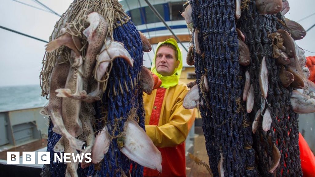 Pulse fishing Is it OK to 'electrocute' fish? BBC News