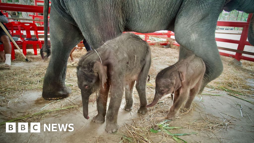 Редки слонове близнаци, родени в Тайланд „чудо“