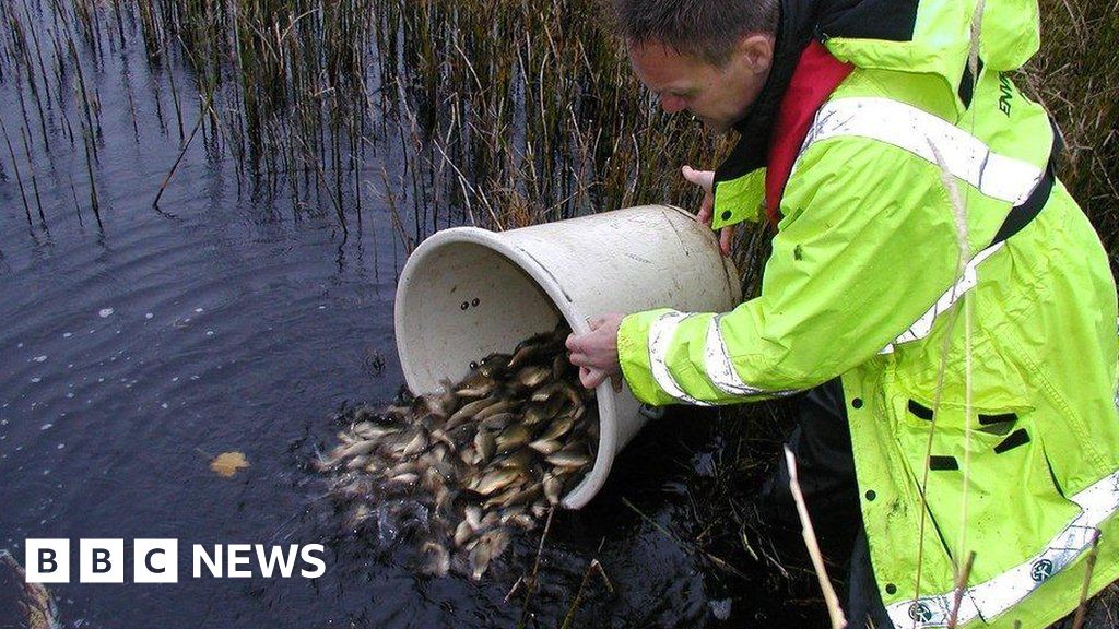 Record year for fish releases in England's rivers - BBC News