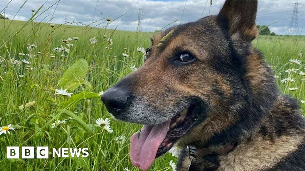 ‘Hero’ Hertfordshire police dog Finn dies aged 14