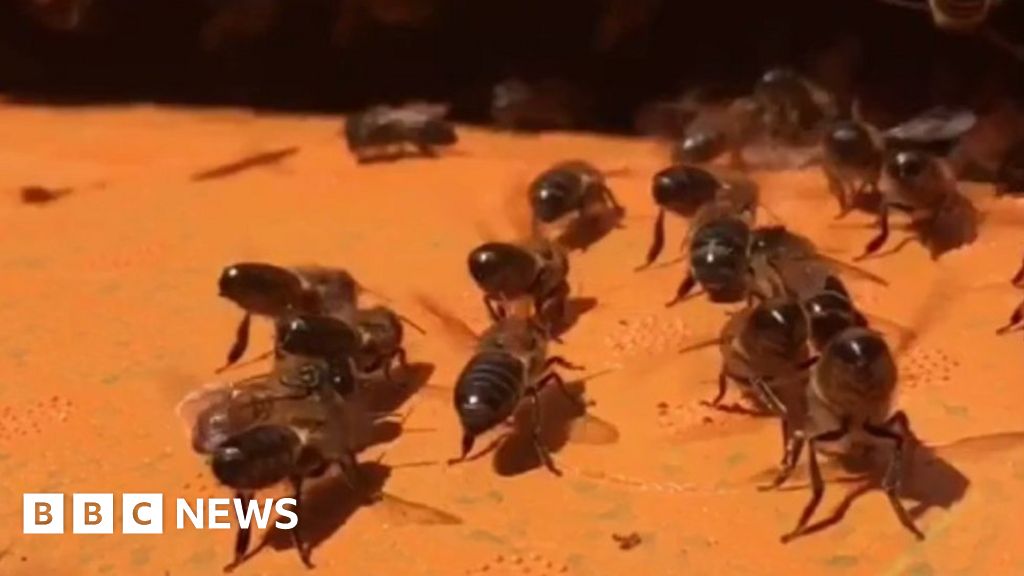 110,000 bees removed from Cardiff's Rookwood Hospital - BBC News