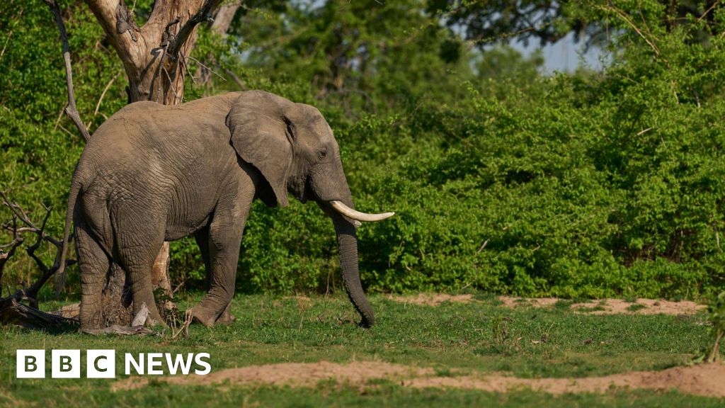 Tourist crushed by elephant 'in matter of seconds'