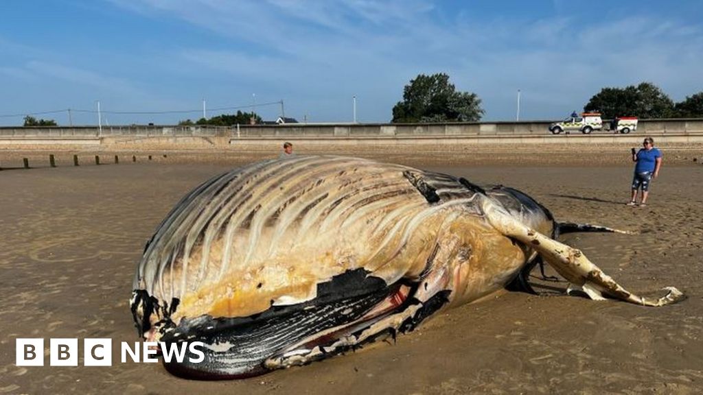 Littlestone Warning to stay away from dead whale on beach BBC News