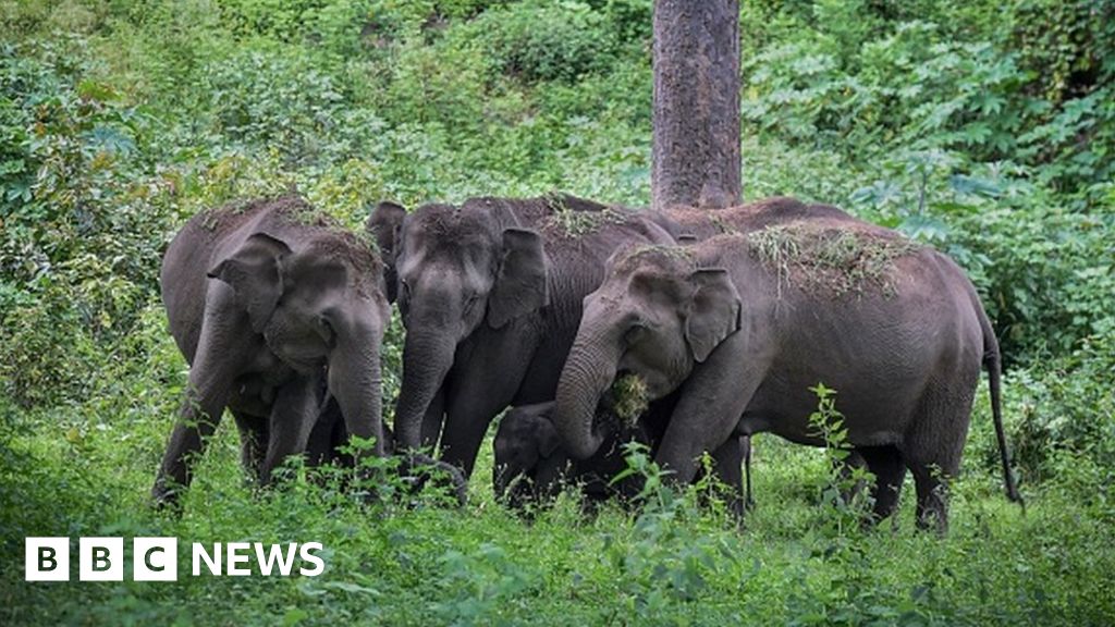 The AI tech helping stop Indian elephant accidents
