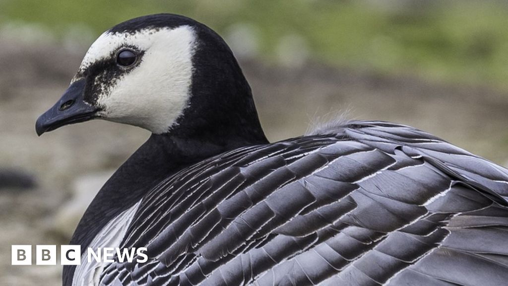 Solway Coast bird flu death numbers 'unprecedented'