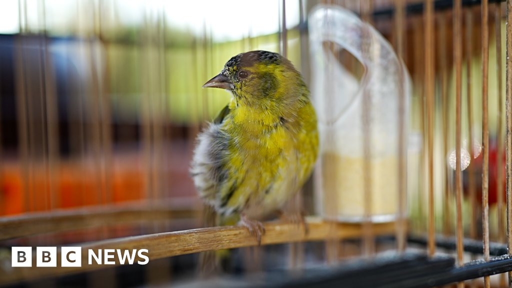 Очите на Силва Гу се стрелват напред назад през километри