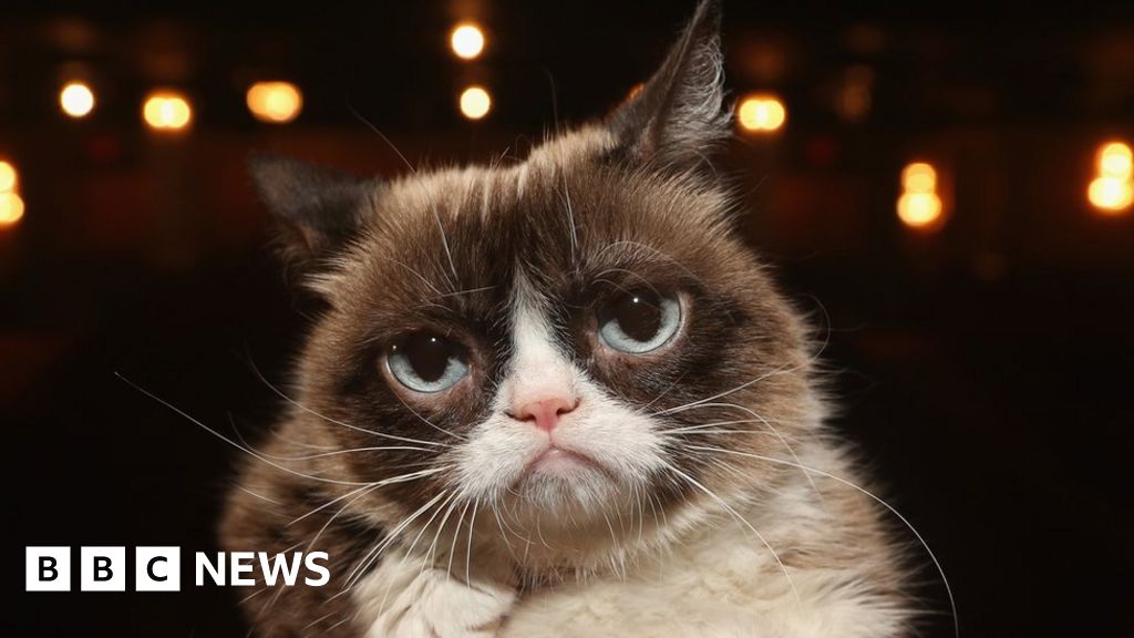 Grumpy Cat internet legend dies - BBC News