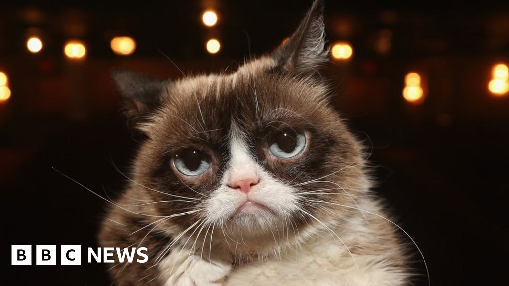 no it s not grumpy cat