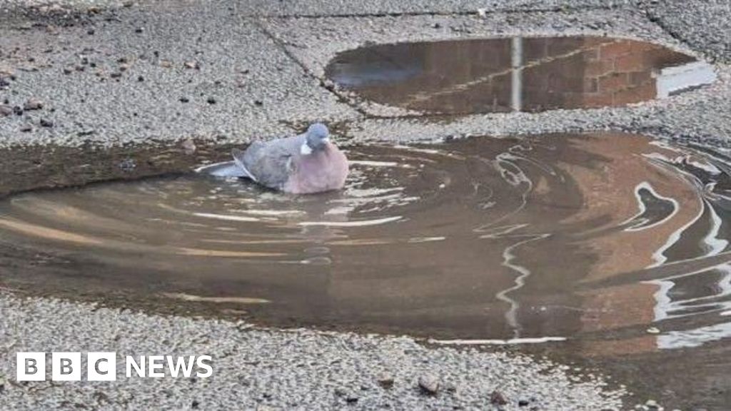 Will local election be good news for our potholes?