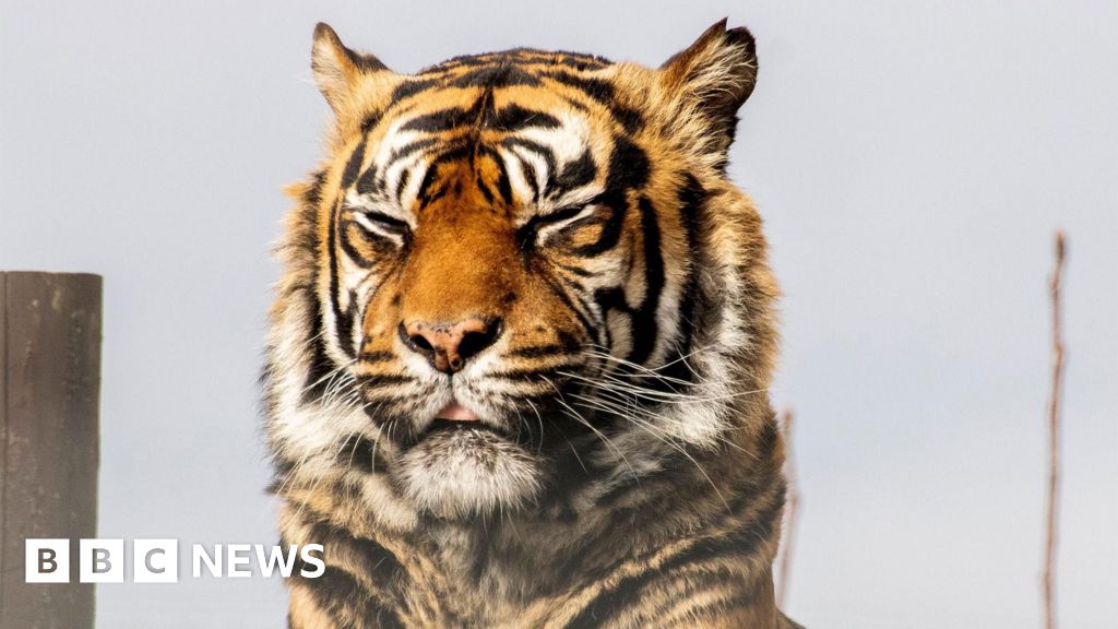 Sumatran tiger dies at Cambridgeshire wildlife park