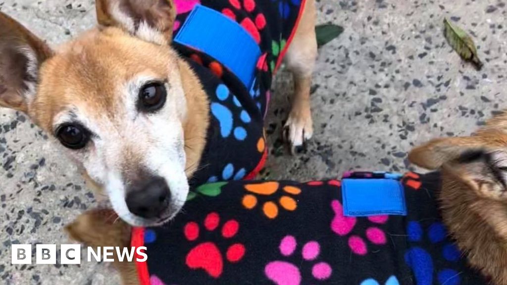 Covid19 Dog kennels and catteries under threat without funding BBC News