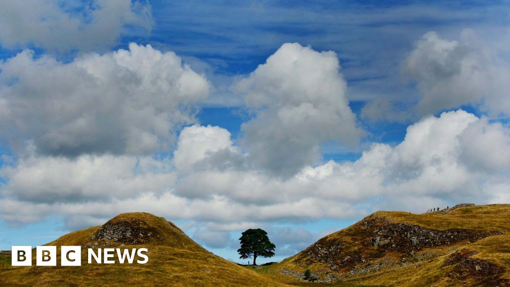 Sycamore Gap tree stump 'at risk' from tributes