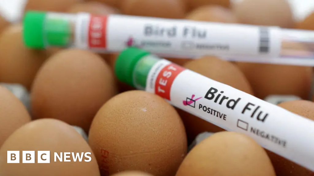 Bird flu: 'Highly pathogenic' strain case sparks Wirral cull