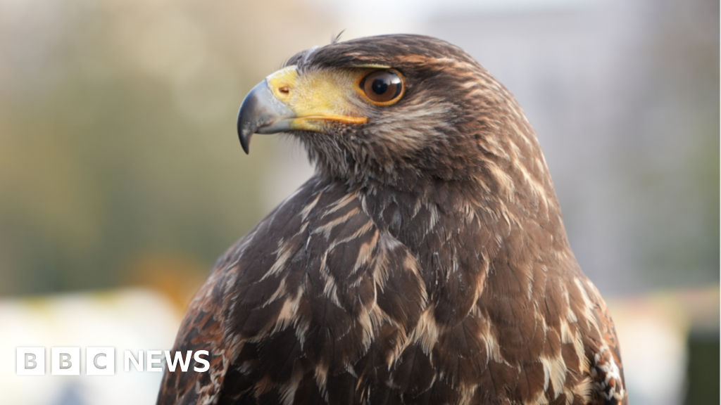 Market's hawk to ruffle feathers among 'health risk' pigeons