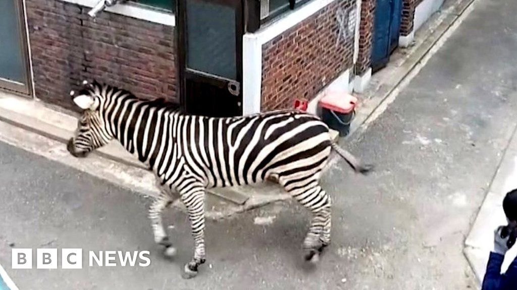 Video shows zebra on the loose after escaping from Seoul zoo - BBC News