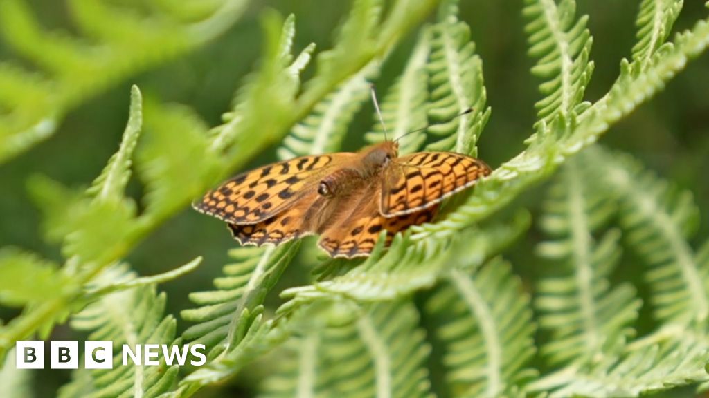 Helping one of Britain's rarest butterflies