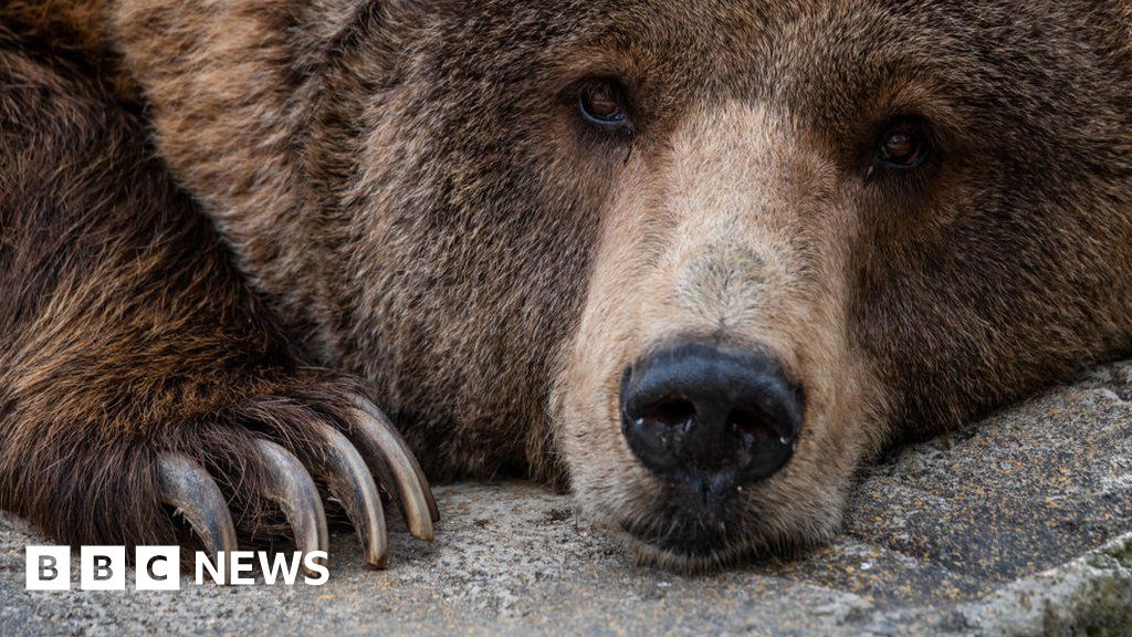 Iran arrests man after brown bear is beaten to death - BBC News