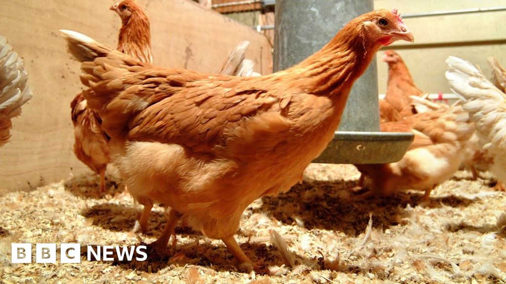 The GM chickens that lay eggs with anti-cancer drugs