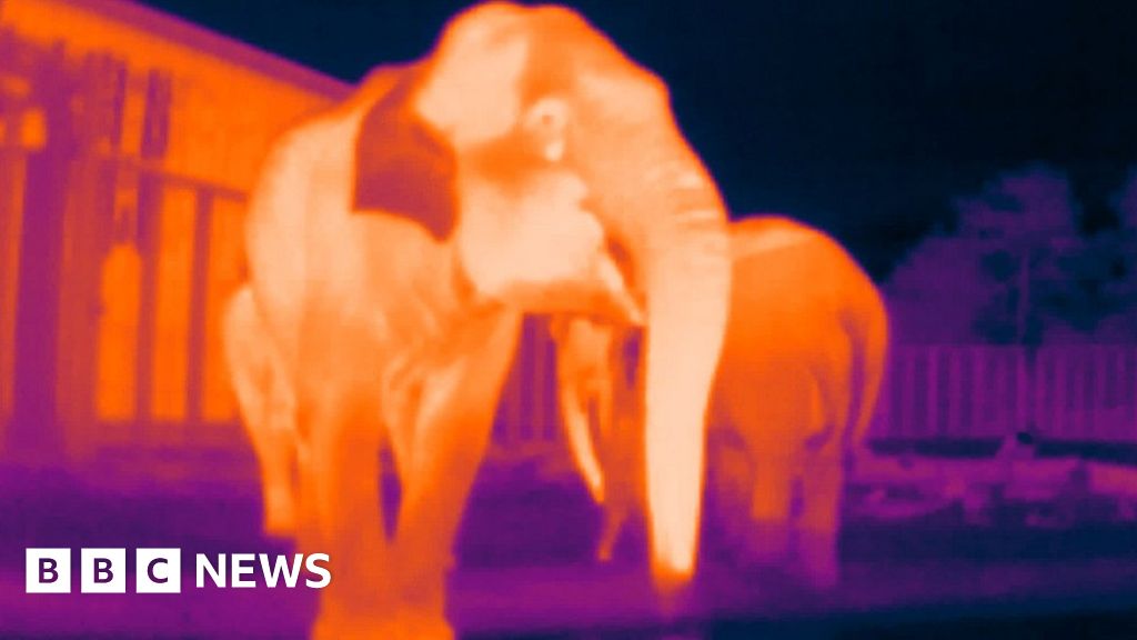 How 30,000 elephant 'selfies' will help in conservation