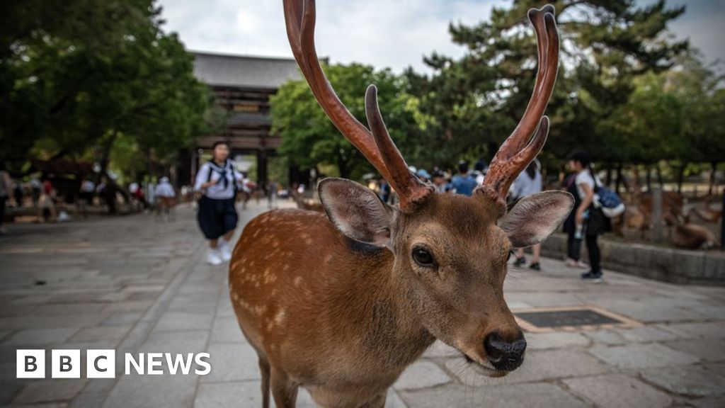 Dead Japan deer 'had kilos of plastic in stomach'