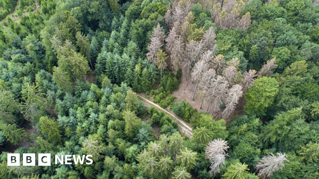 UK forests face 'catastrophic ecosystem collapse'