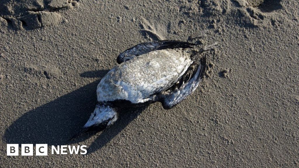 Dutch mystery of '20,000 seabird deaths' on coast