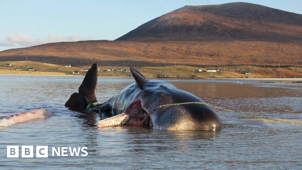 Whale dies with 100kg 'litter ball' in its stomach