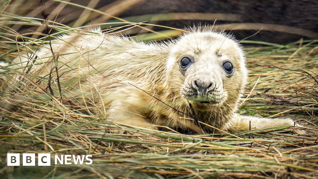 Donna Nook: First baby seals of the pupping season seen on Lincolnshire