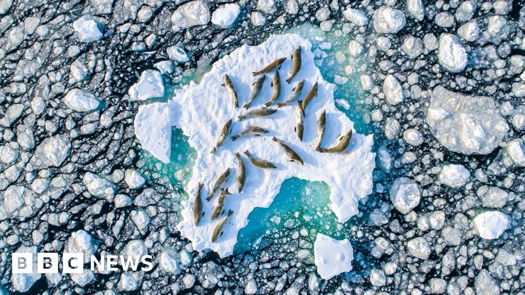 Antarctic seal photo wins top prize