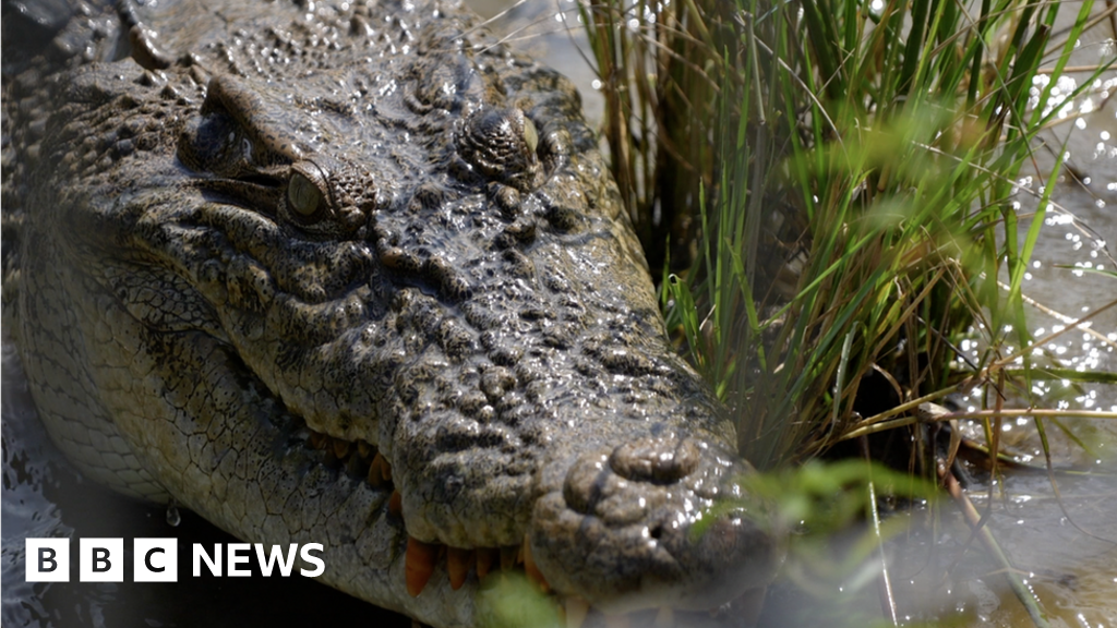 Why Indonesia can't stop crocodile attacks