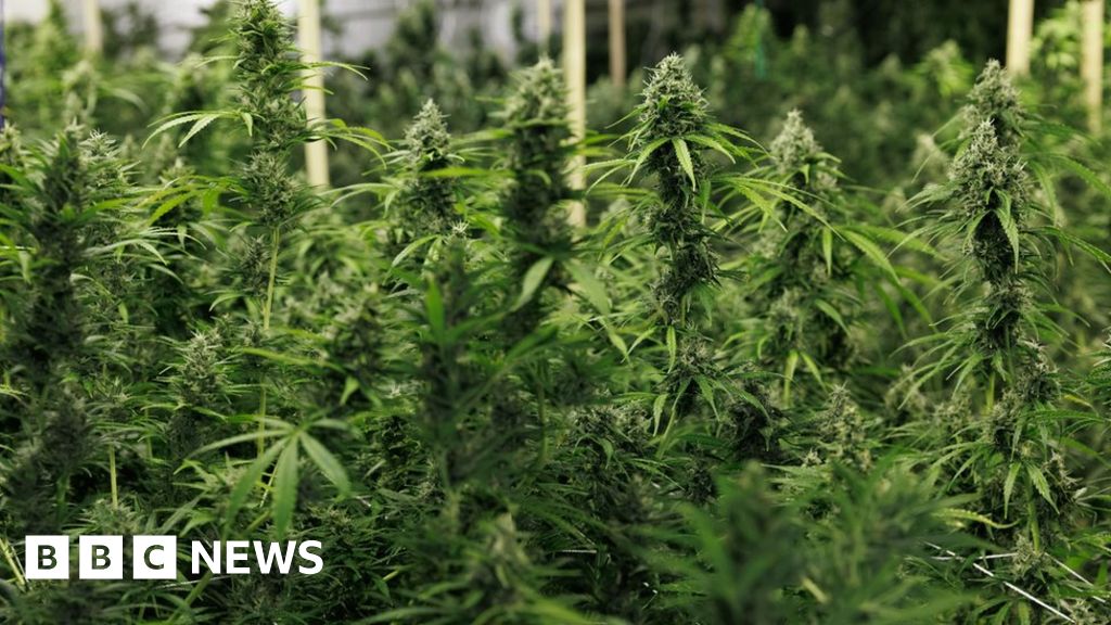 Cannabis farm worth £1m found in Oldham raid - BBC News