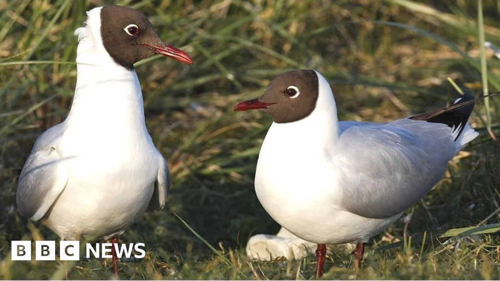 Bird flu: Belfast nature reserve closed after suspected outbreak - BBC News