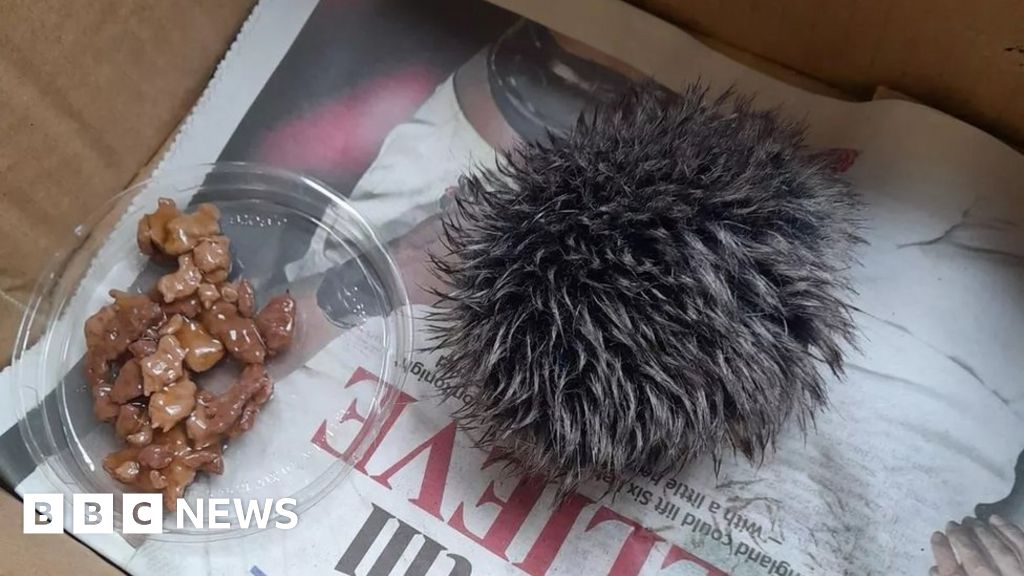 Rescuer Mistakes Hat Bobble for Baby Hedgehog at Wildlife Hospital