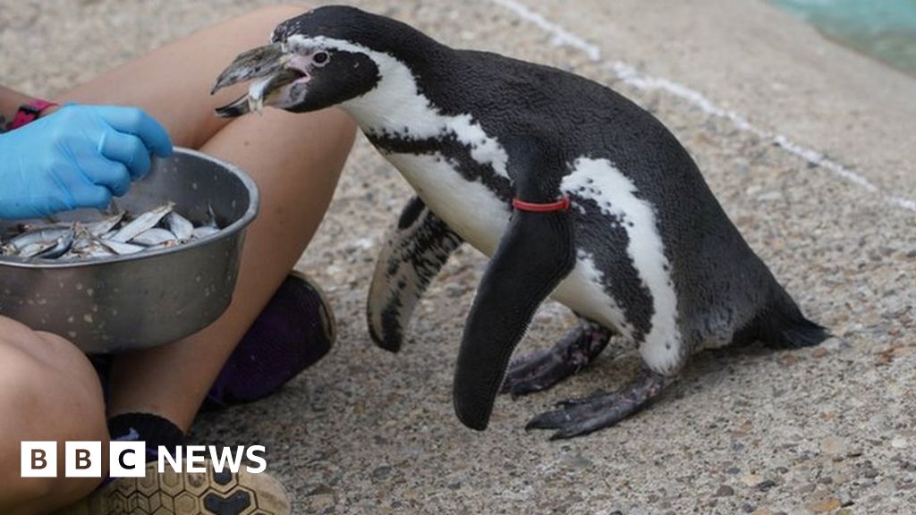 'World's oldest' Humboldt penguin dies at Yorkshire zoo - BBC News