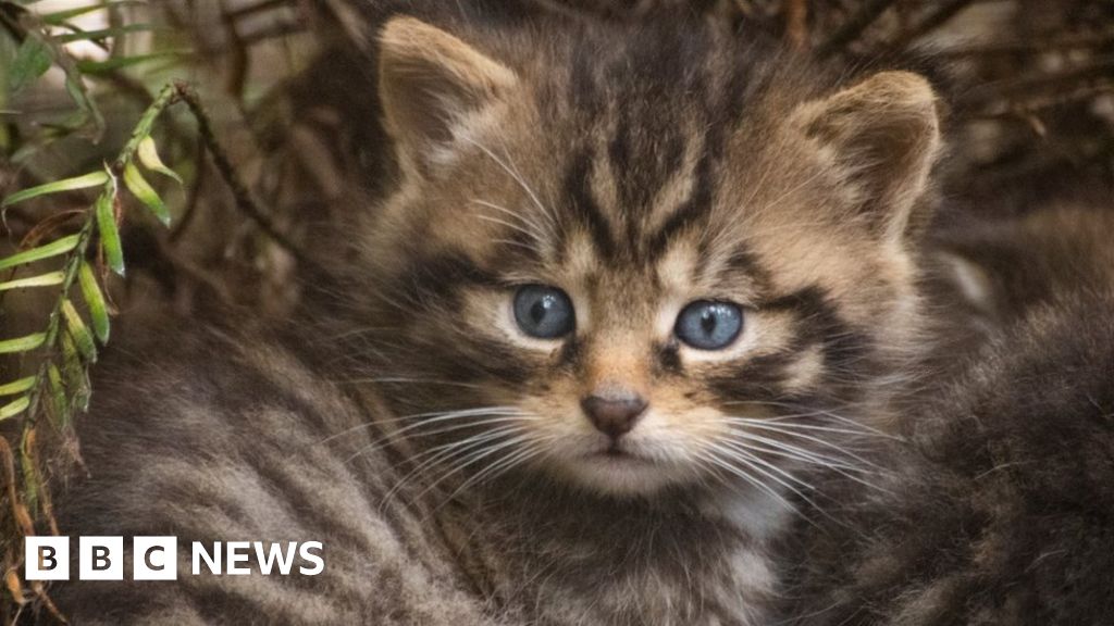 shepreth-scottish-wildcat-kittens-part-of-project-to-save-species-bbc