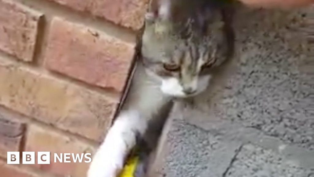 Cat freed after being stuck in wall BBC News