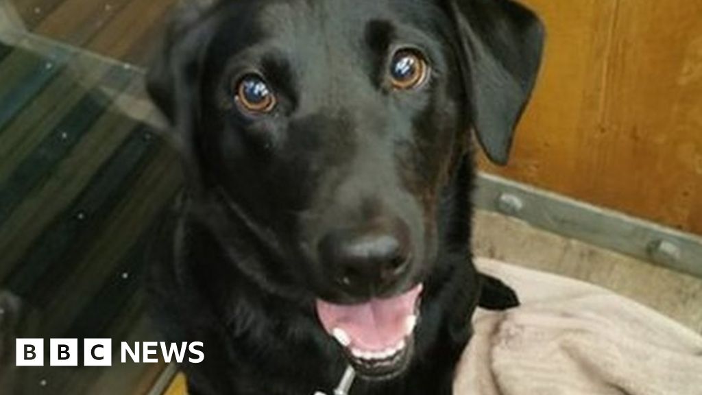 Nae Fireworks party 'a godsend' for stressed dogs