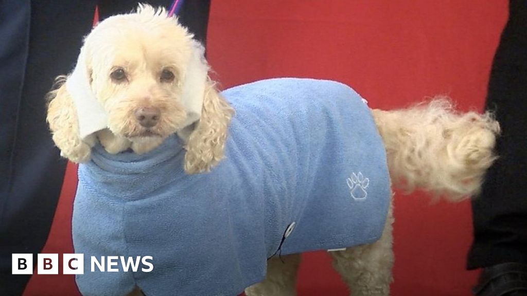 Canine cast takes centre stage in Isle of Man nativity