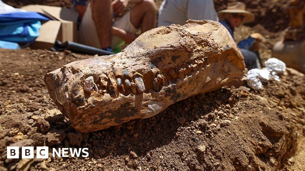 Rare plesiosaur fossil found in Australian outback