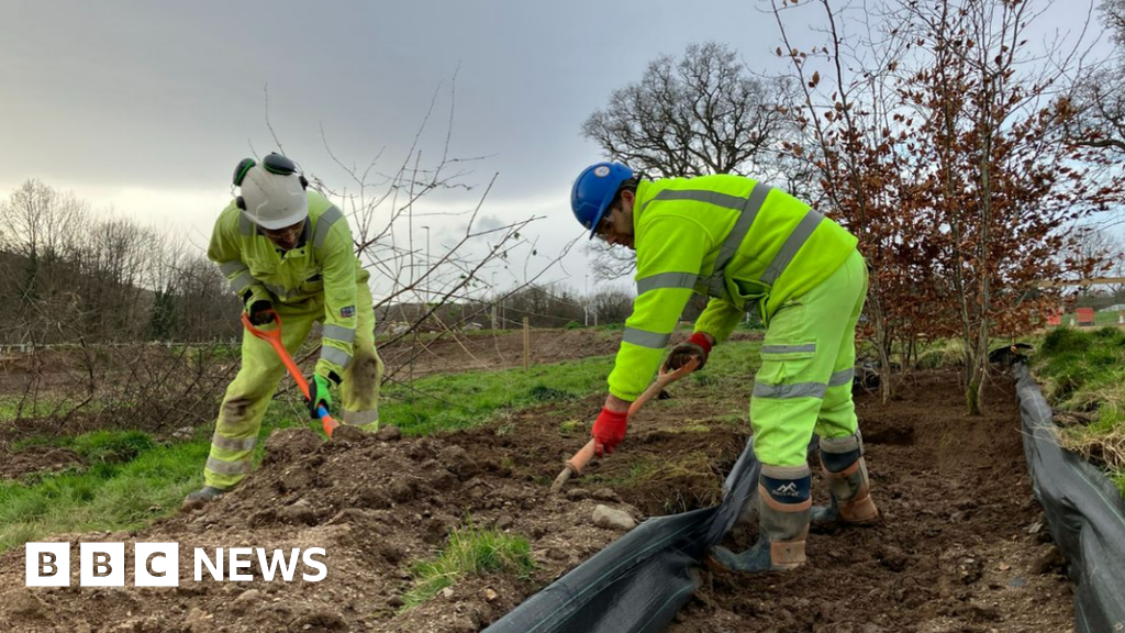 Thousands of Devon trees relocated ahead of road scheme works